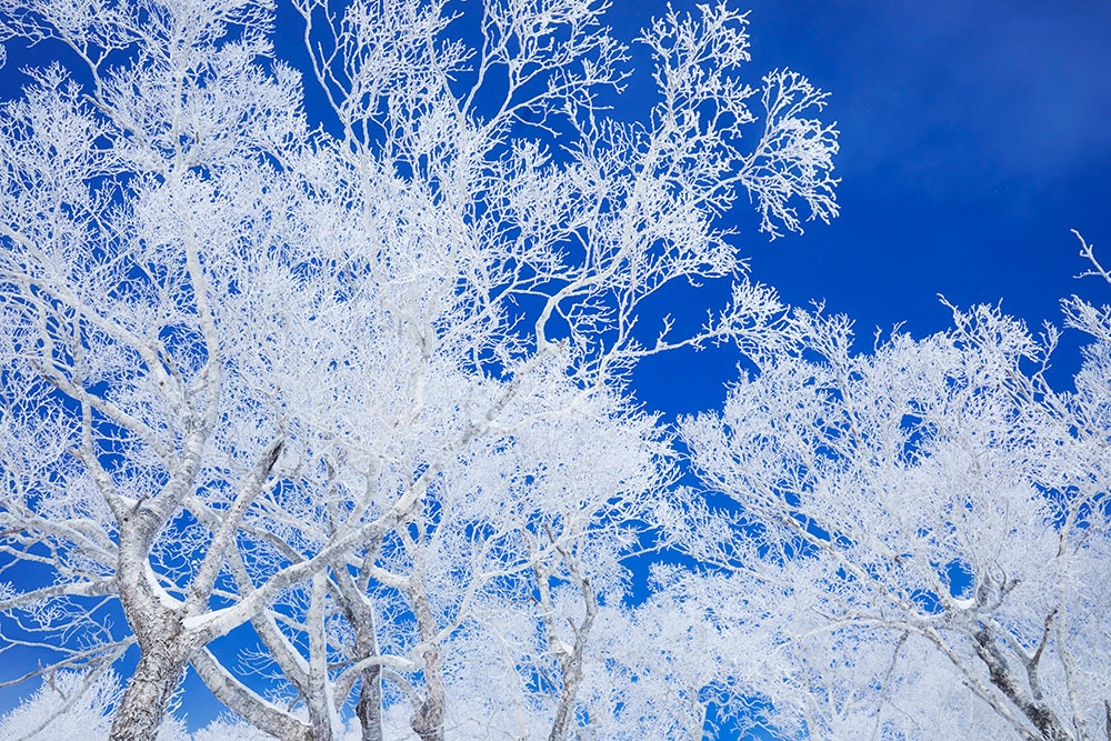 厳冬期を過ぎて暖かくなってきたら“絶景シャンパンバー”が今季も登場。青空の下、冬山の美しい眺望を楽しみながらエレガントに「乾杯！」。その日の絶景ポイントを巡る30分の雪山遊覧＋シャンパン2杯 3,636円。期間／2021年3月1日(月)～4月4日(日)の晴れた日限定(1回10名まで)。