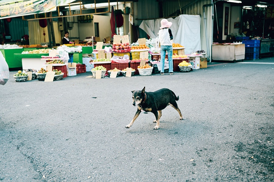 猫より犬の多い街。台湾犬にも多く出合える。
