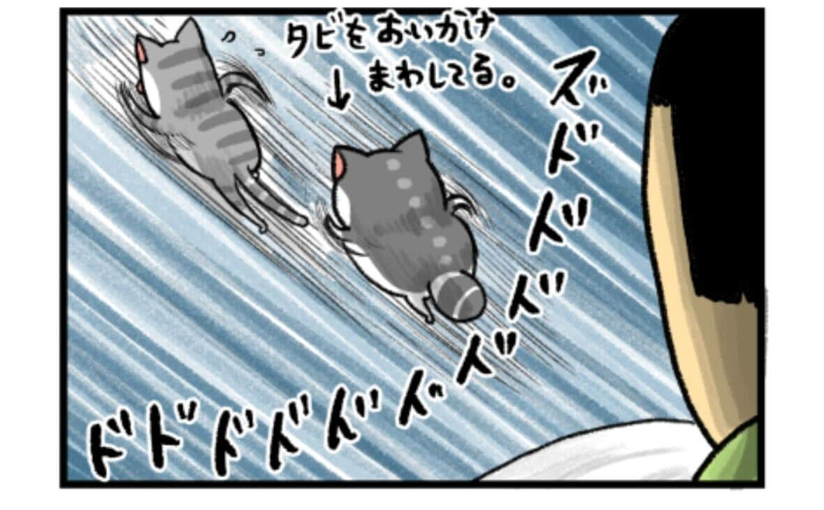 「下剋上問題につき別居した猫たち」（2023年5月14日）