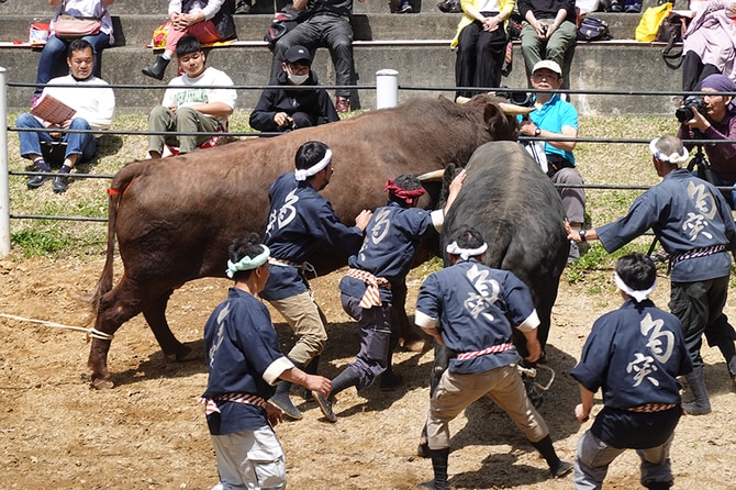 4ページ目)推しのウシこと“推しウシ”が激突！ 巨体がぶつかる「牛の角
