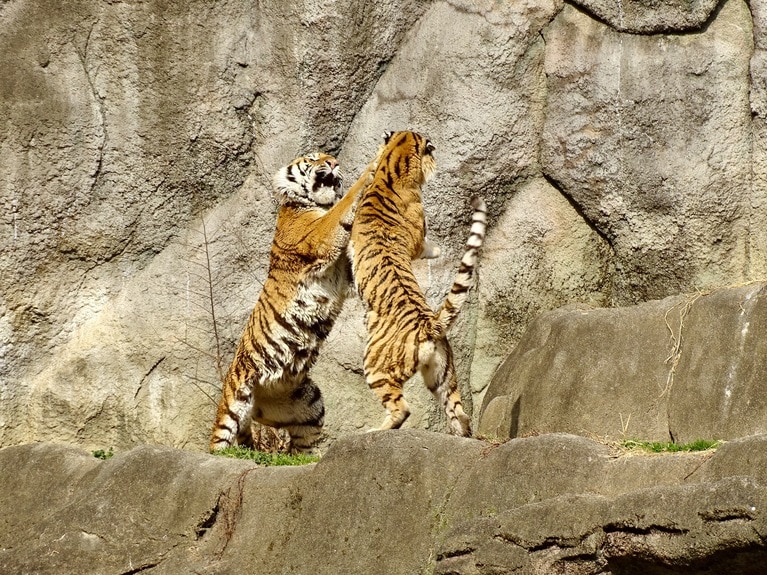 ときには激しくじゃれ合う2頭。