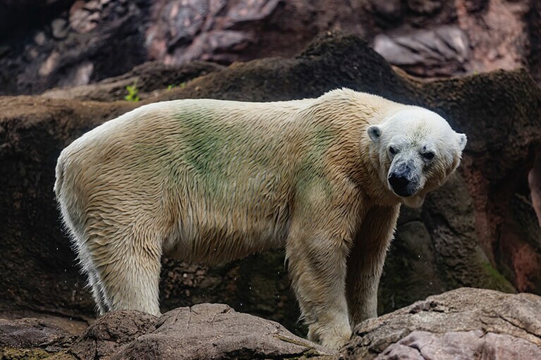 ライのお父さん・ゴーゴ。