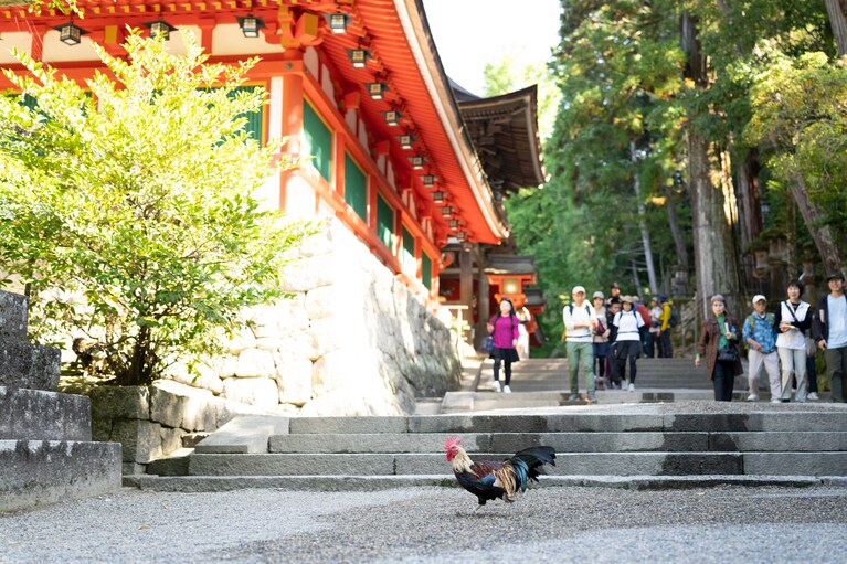 ジャパンエコトラック「山の辺の道」。