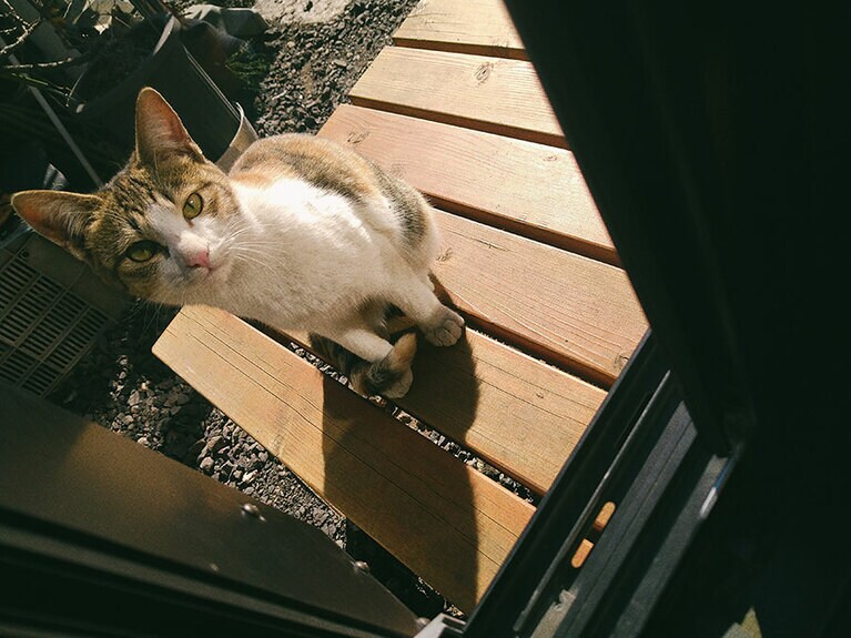 麦福 メス 3歳。「あたし、みんなに美人さんていわれるの。」まるでそう言ってるかのような おすまし顔のむぎちゃんです。実は病院の看護師さんからもお墨付きをもらっています（ふく福さん）。