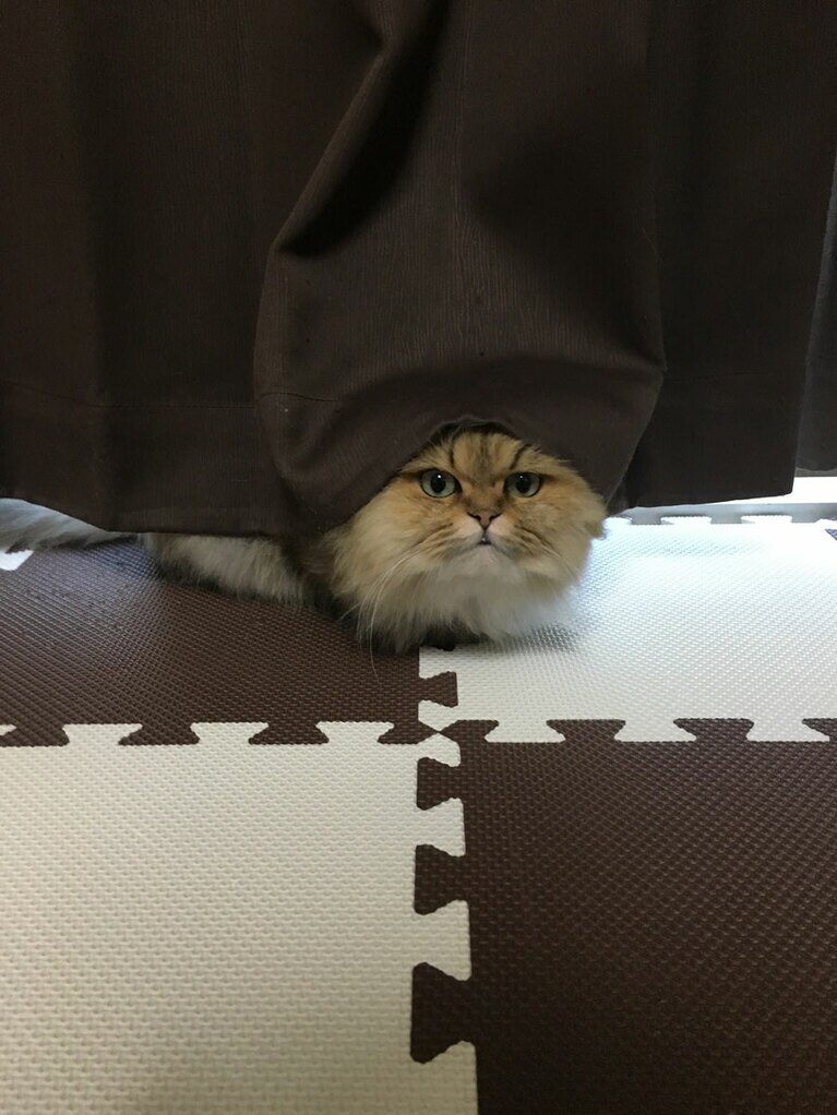 ココロ ♀ 12歳。カーテンにすっぽり！　大きな帽子みたい！（まちゃんさん）