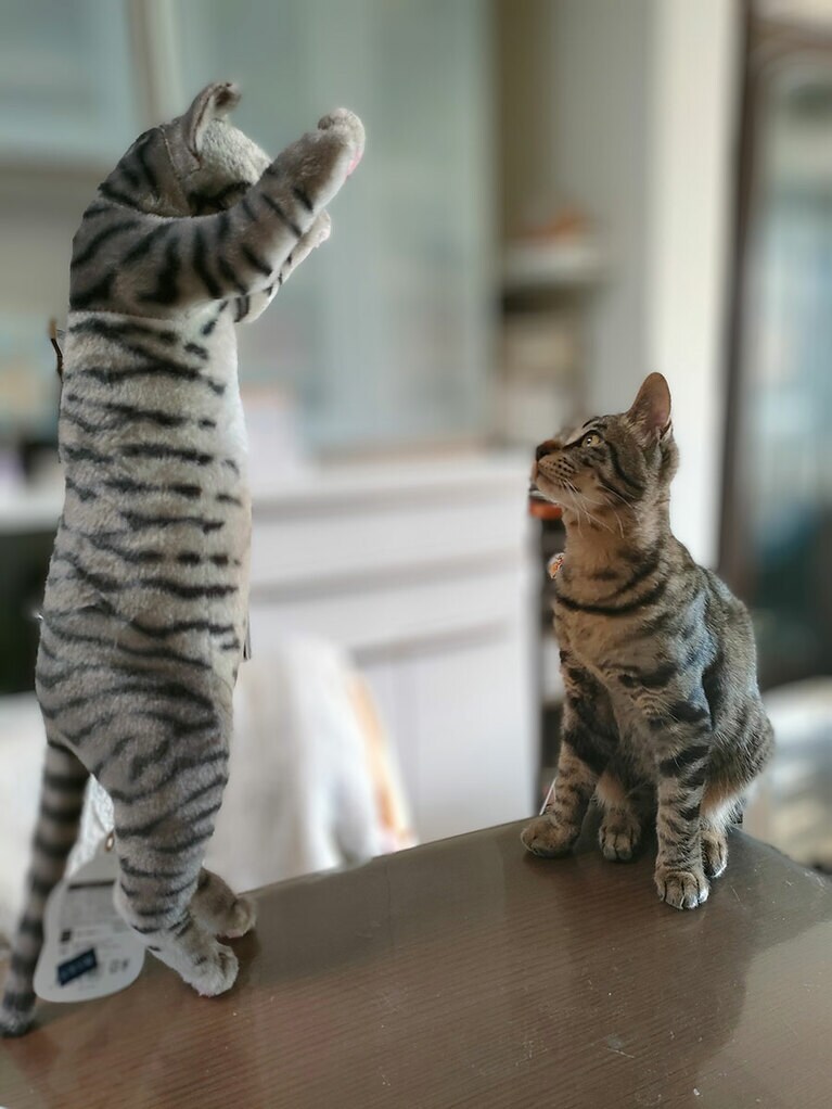 ブラン オス 1歳。「やんのかコノヤロー！」。家族が思わず似てて可愛いからと買ってきたぬいぐるみに、臨戦態勢取ってます（笑）（すがりんさん）。