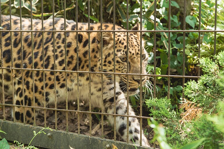 アムールヒョウ。トライという名前の個体です。絶滅の危機に瀕しています。トライの兄妹の名前は「スク」と「ラム」……スクラム・トライ！
