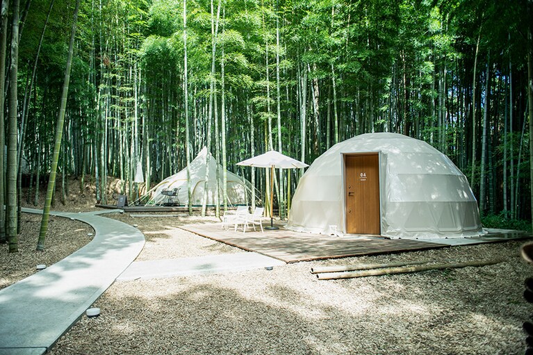 テントエリアは大迫力の竹林に囲まれ、秋冬でも緑が美しい。