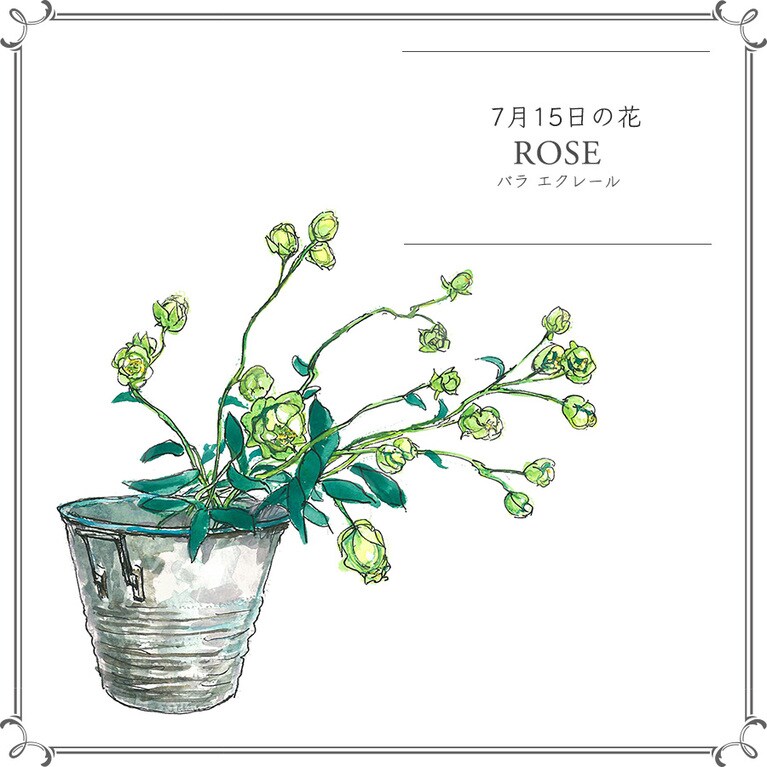 7月15日の花「バラ エクレール」