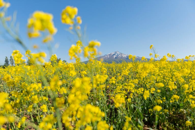 岩木山麓の菜の花畑／青森県