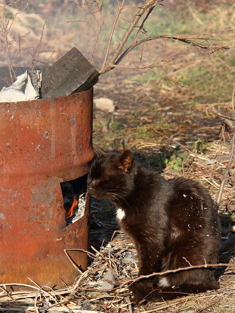 「『焚き火』……ぬくぬくで暖かいのニャ……」