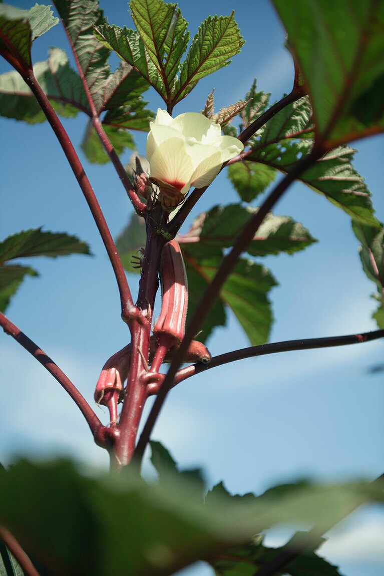 背伸びしないと収穫できないくらいに、空高くまでぐんぐん伸びていました。