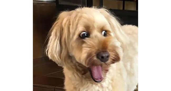 「靴下を脱ぐ瞬間を見つけたらこんな顔になるラフ。」(福徳さん)