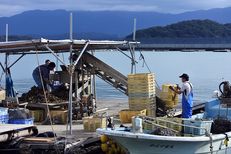 糸島で水揚げされる700トンのカキのうち、500～600トンがカキ小屋へ！