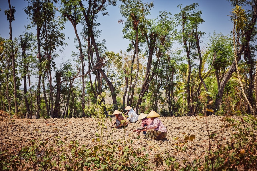 伝統農法により土壌を再生しながら綿花を育てるインドネシアの女性たち。©Rolex／Sébastien Agnetti