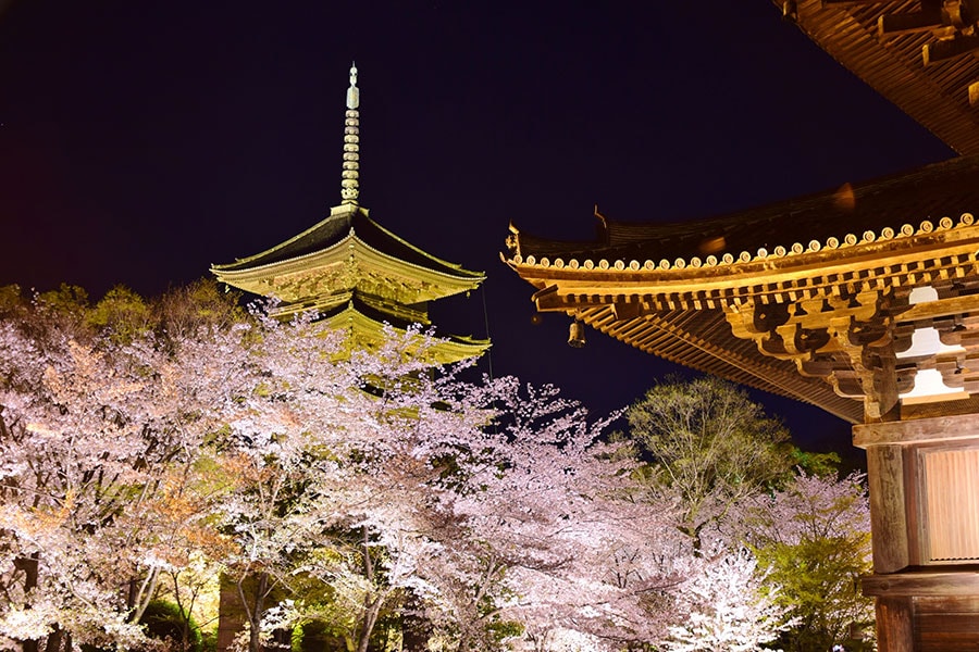 【京都府】東寺 夜桜ライトアップ。写真：photo_sada/イメージマート