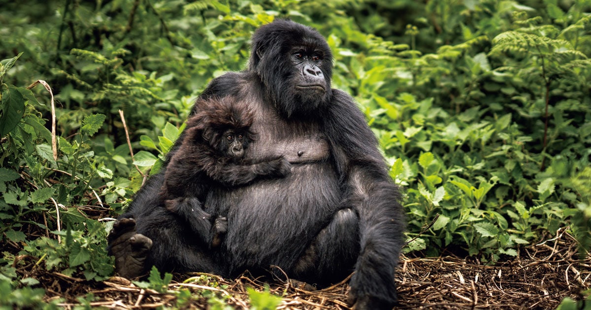 本格的な研究開始から約70年…「地球上に約1000頭の絶滅危惧種