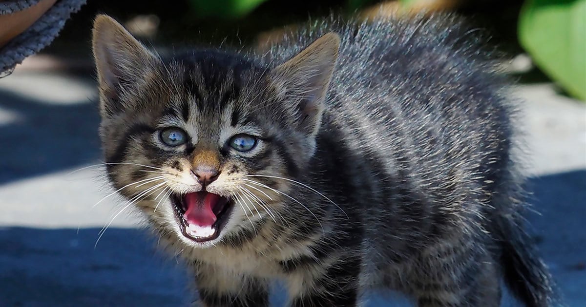 猫を可愛くイキイキと撮るコツは プロカメラマンが教える簡単テク １ 佐々木まことの犬猫脱力写真館