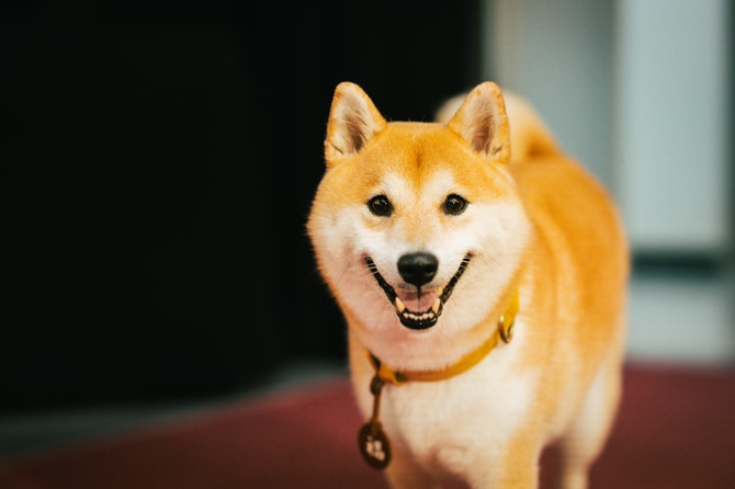 主人公・相楽の愛犬・福助を演じた「のこ」。