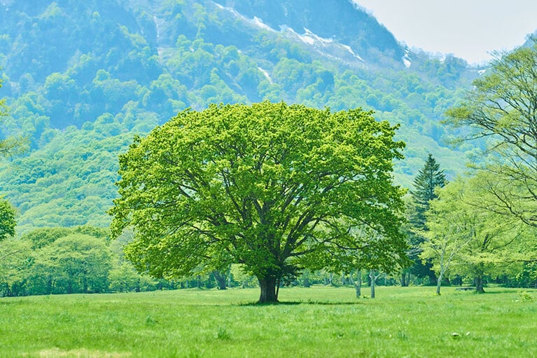 GW過ぎから梅雨入り前の新緑の季節が最も緑が美しいといわれている。