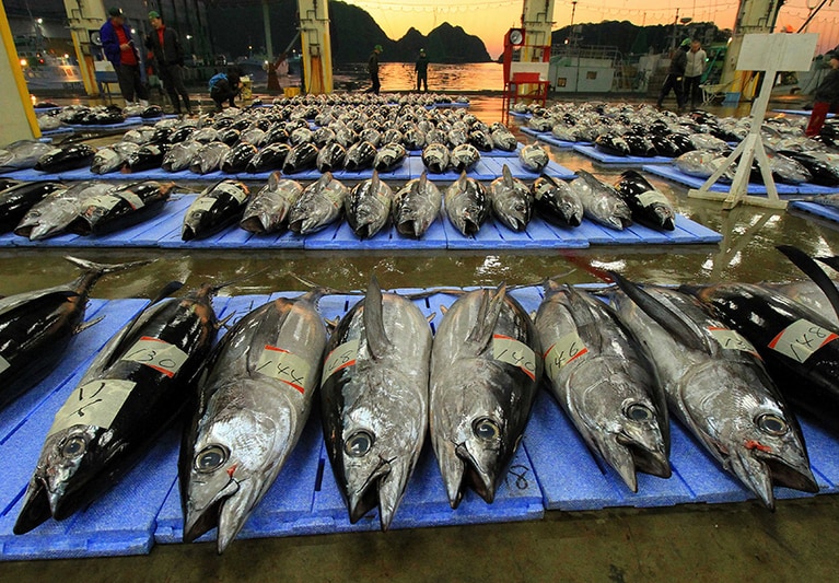 まぐろ！ まぐろ！ まぐろ！ 壮観な眺め！　©那智勝浦観光機構