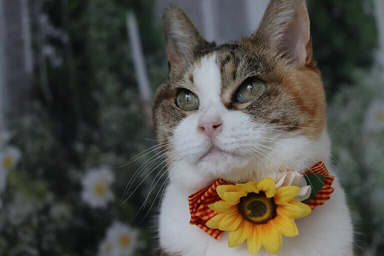 ミーメス 19歳。19歳とは思えないフォトジェニックなミーちゃんを皆さんに見てもらえたら嬉しいです（miandguさん）。