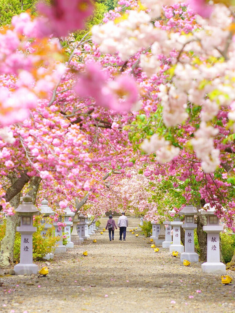 長浜市伊香具神社の桜／滋賀県