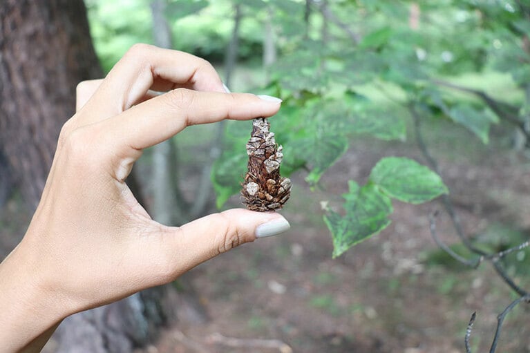 リスが食べた後の松ぼっくり。