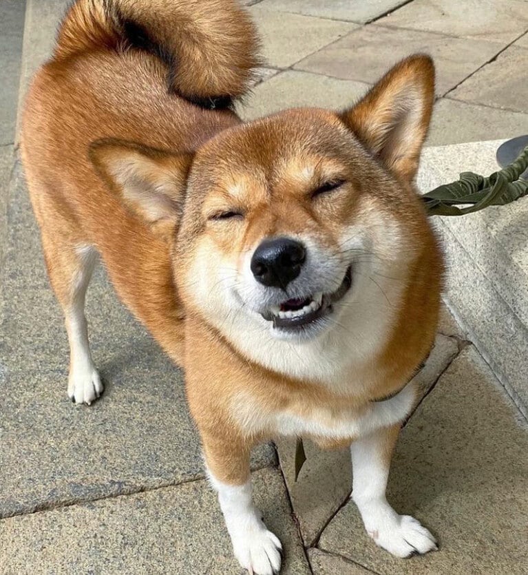 うちの子ベストショット②「この笑顔で明日も頑張れます！」(尾形さん)