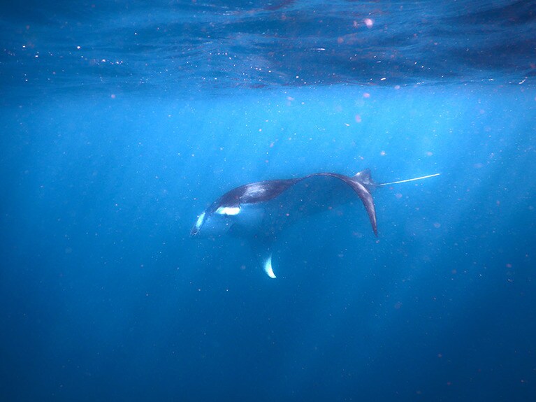 何度も前を行ったり来たりしてくれたマンタ。優雅な舞いにうっとり。