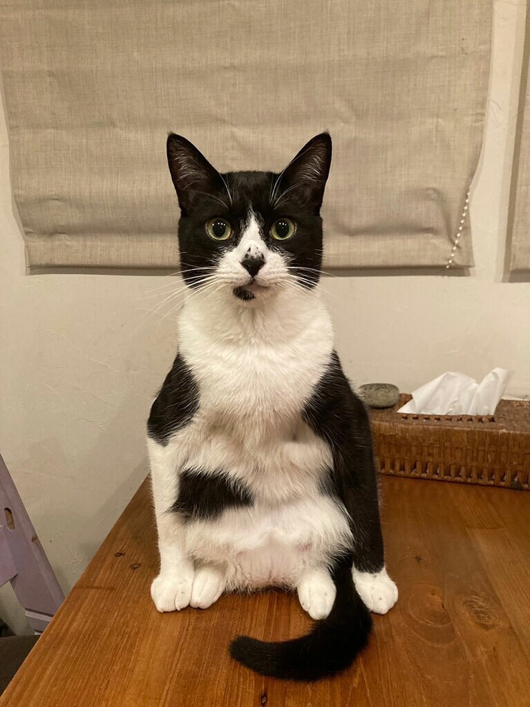 夕紅（ゆく） オス 3歳。生まれたてで捨てられてた夕紅、逞しく育ちました（ひよりさん）。