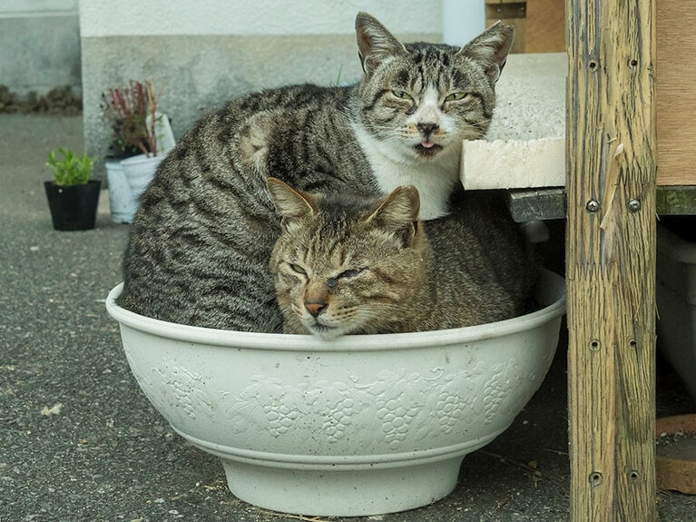 「キジトラ二色丼なのニャ」「テイクアウトもOKなのニャ」