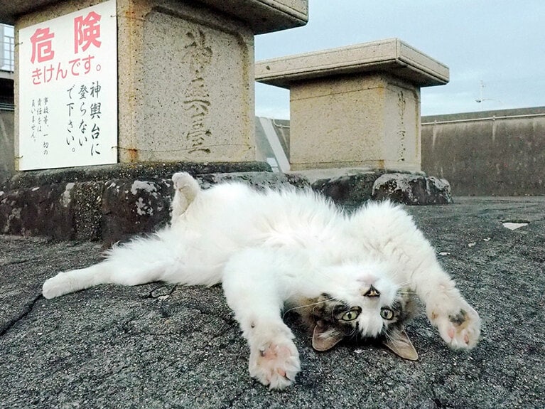 「今年の秋祭りも『お神輿』が来なかったのニャ……楽しみにしていたのにニャ……」