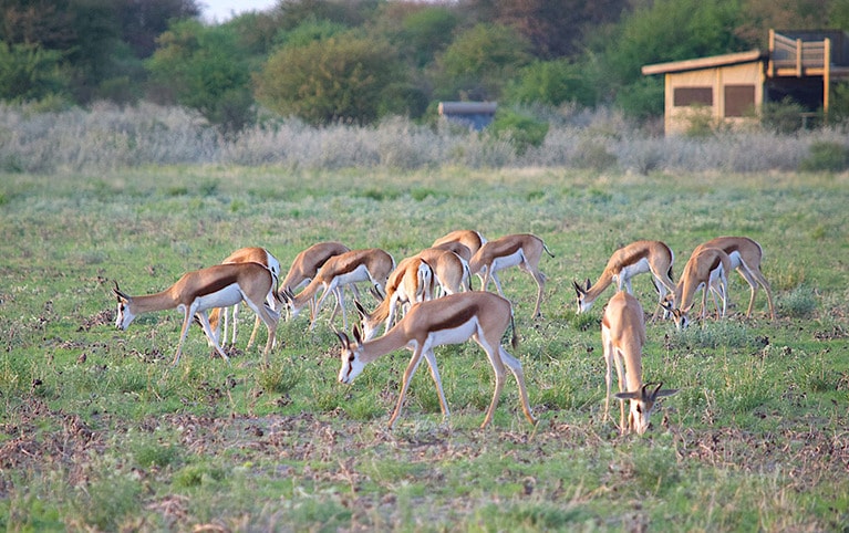 のどかに草を食むスプリングボック(アンテロープの仲間)の群れ。奥の建物が今晩からのテント。ルーフバルコニーにベッドがあり、星空の下で眠れる仕様だ。各戸の電気はソーラーパワーですべてまかなわれる。