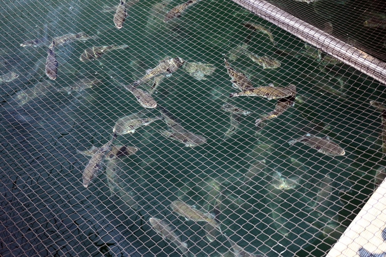 ひとつのいかだに約1,000匹。7センチの稚魚でやってきて、1年半ここで育ちます。