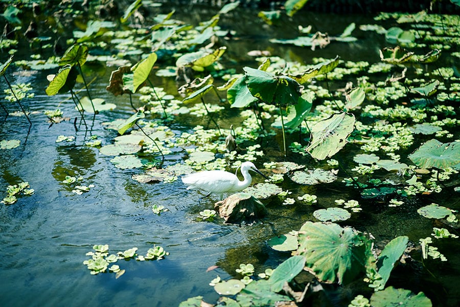 ハス池にはさまざまな水生植物が生息している。