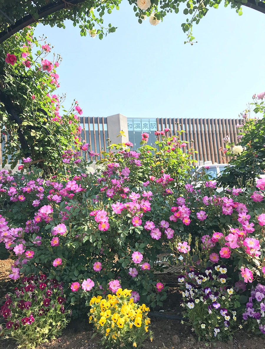 JR石和温泉駅前のバラのアーチ。