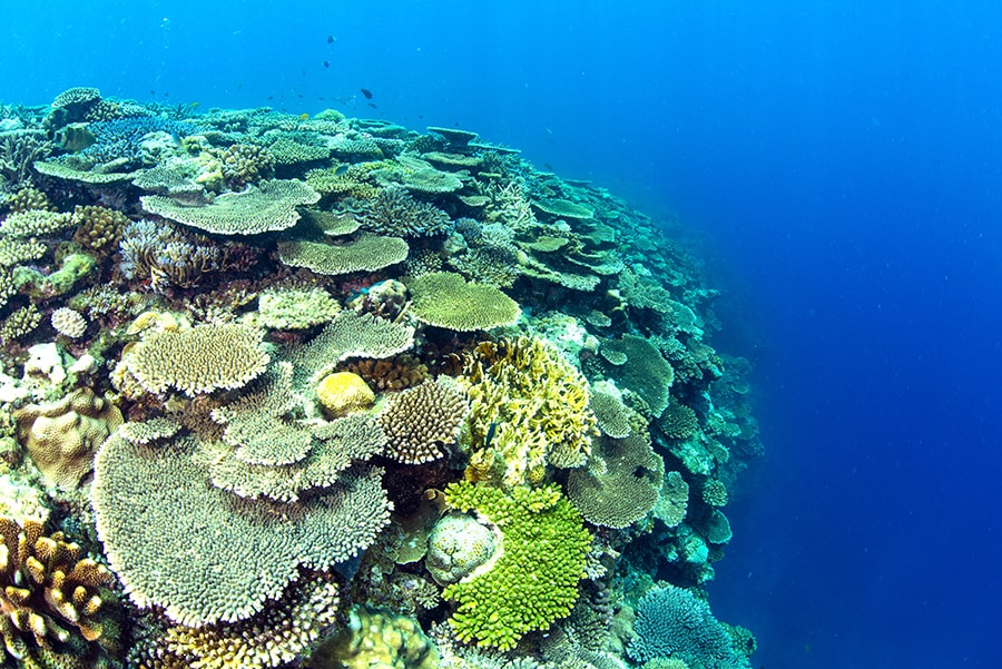 リゾートでは、20年前から珊瑚保護活動にも取り組んでいます。