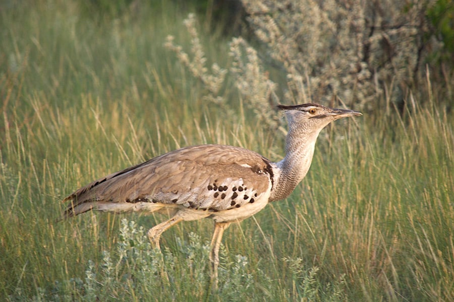 コーリー・バスタードは飛ぶ鳥の中でいちばん重たいといわれるほど大きい。準絶滅危惧種の希少な鳥だが、キャンプの周りではたくさん見かけた。ボツワナの国鳥でもある。