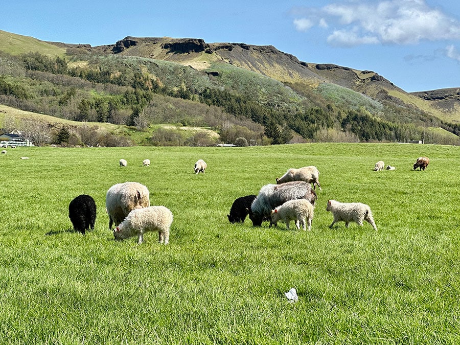 草が生えているところには羊と言っても過言ではない放牧量。