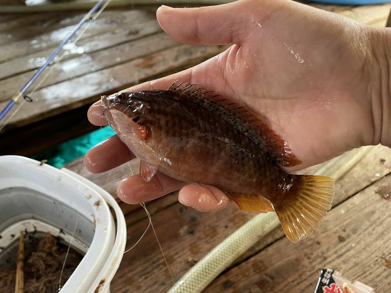 どこで釣りをしても期待を裏切らないゲスト魚の代表格