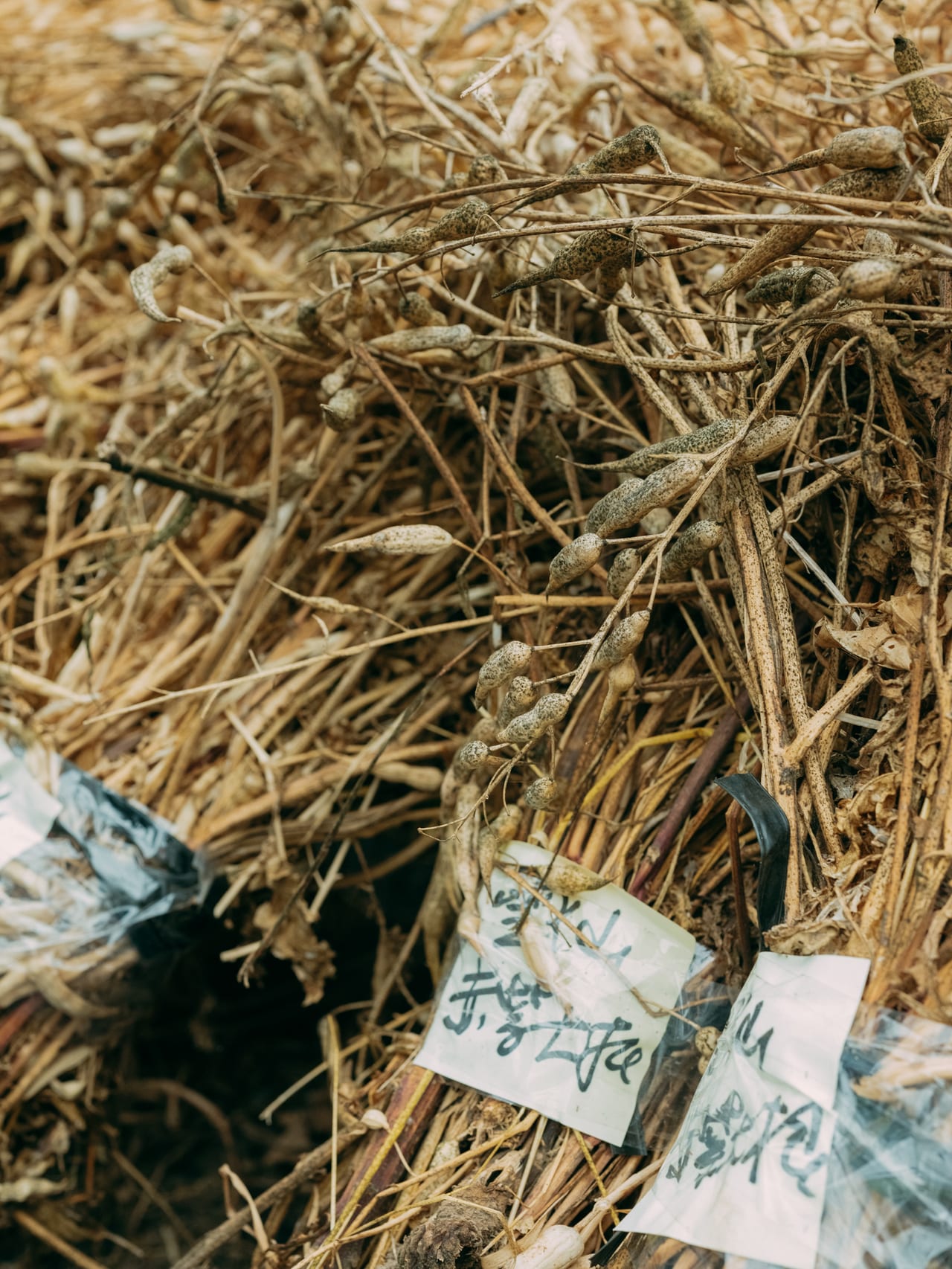 未来の種となる種たち。長崎県雲仙、岩崎政利さんの畑にて。