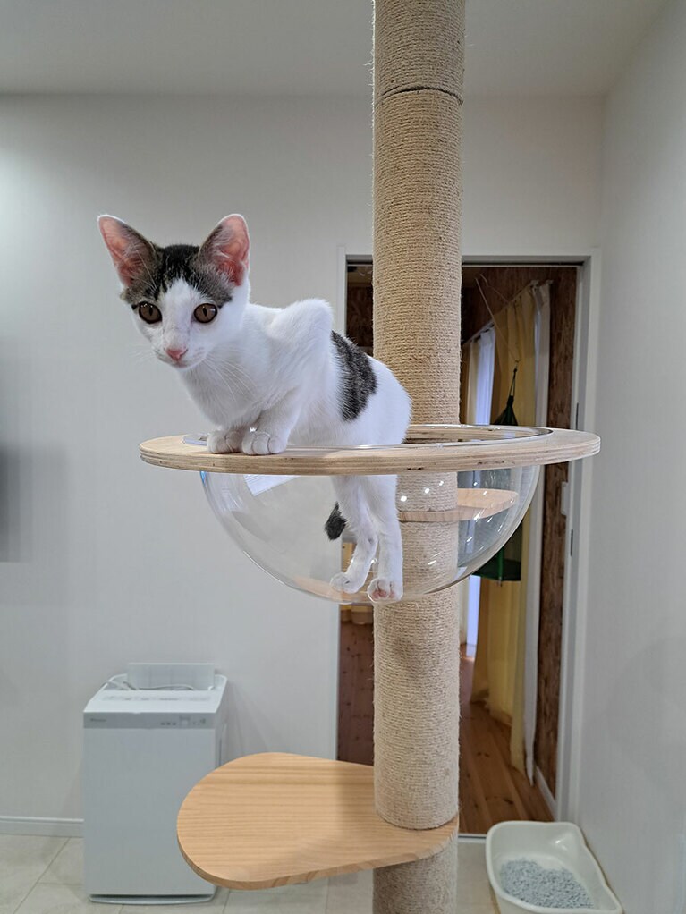 ハピ ♀ 9カ月。でた！謎の生物！この体勢が好きみたいなんです！いつも笑わせてくれます。