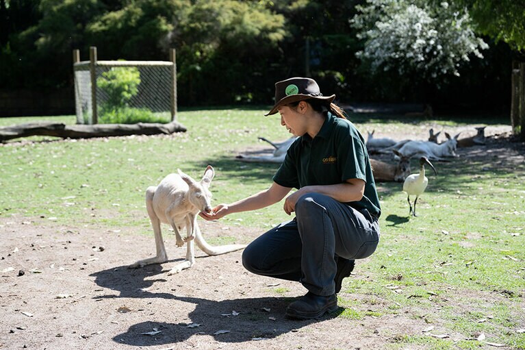 カンガルーに餌を与える。