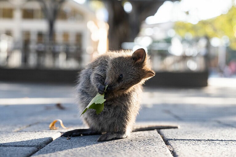 クオッカには葉っぱであっても与えるのはNG。