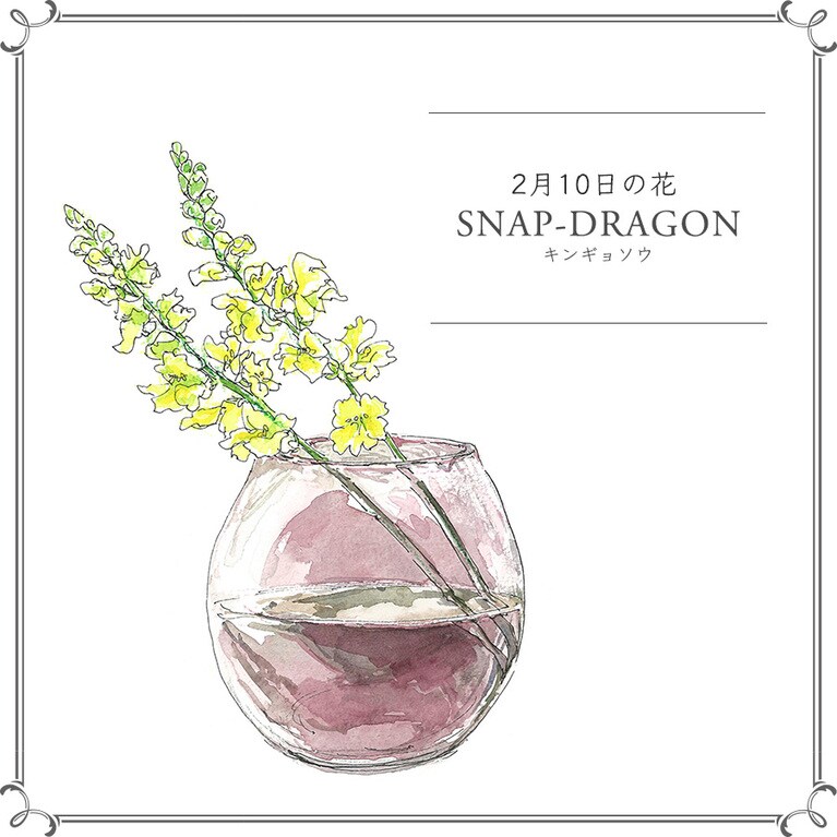 2月10日の花「キンギョソウ」