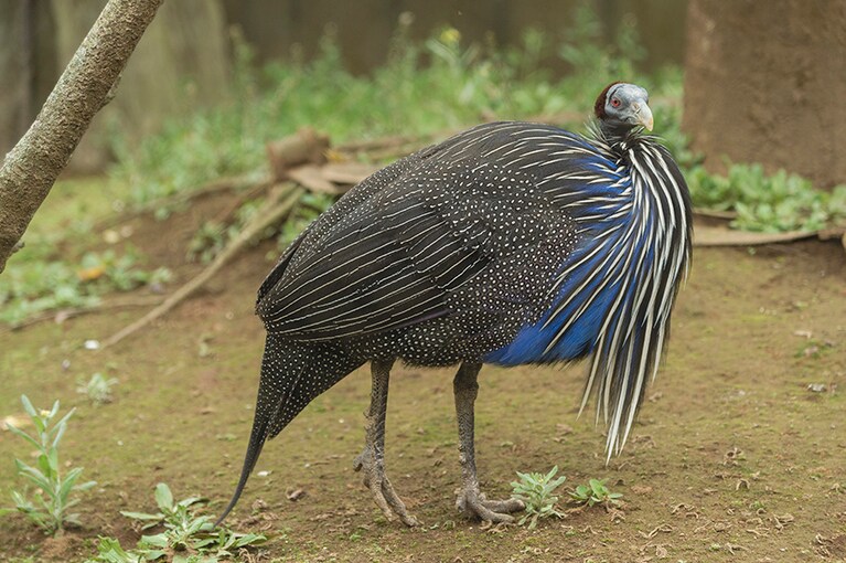 フサホロホロチョウ。ホロホロチョウ類の中で最大！　こんなに鮮やかな青色が自然のものとは美しすぎます。