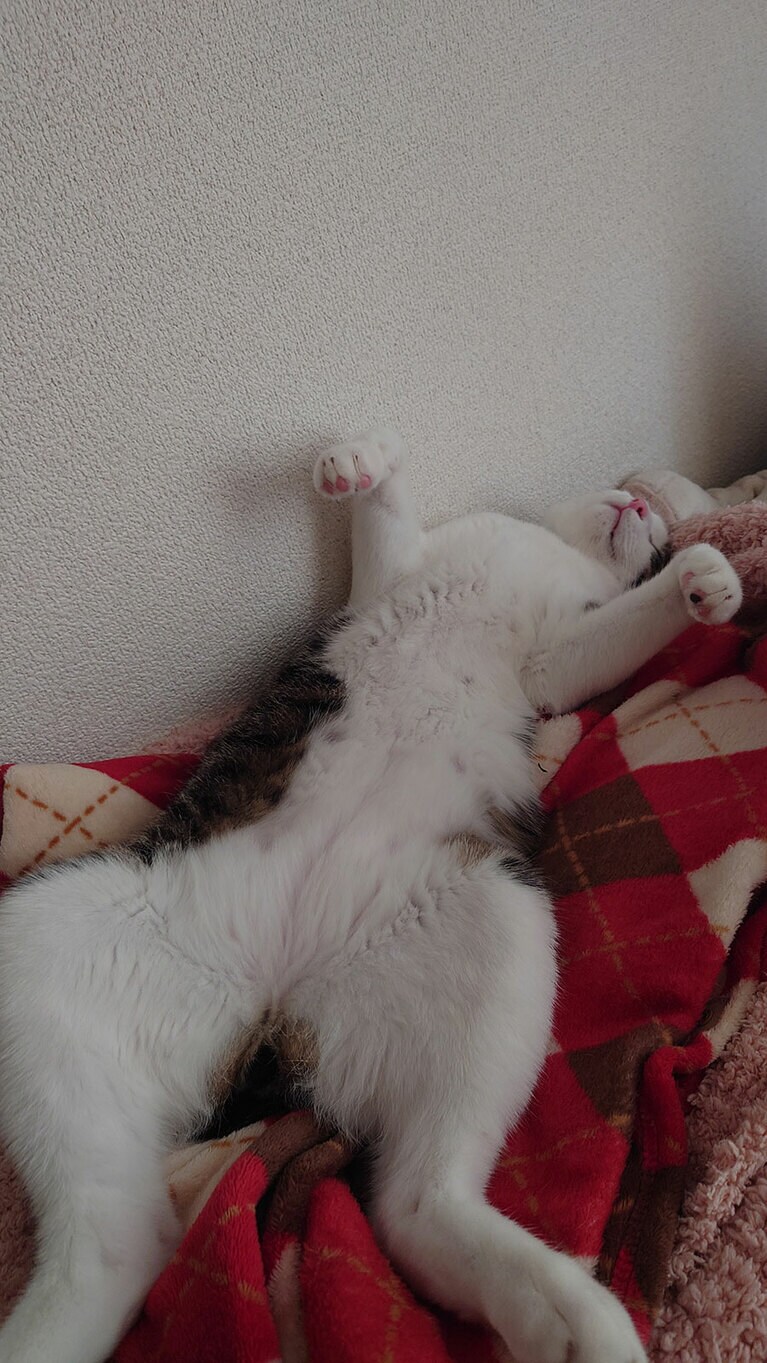 たらちゃん ♂ 8カ月。豪快におっぴろげで寝ています。甘えん坊でかまってちゃんだけど抱っこは嫌いです（みさぼんさん）