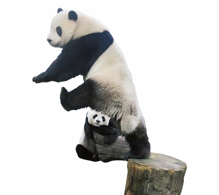 子どもは危険を避ける方法を母から学ぶ。 
【台湾】「ユエンユエン＆ユエンバオ」次女のユエンバオは2020年6月28日に生まれ、2023年1月3日に親離れした。／2022.11.24撮影 @台北市立動物園