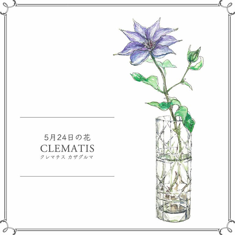 5月24日の花「クレマチス カザグルマ」